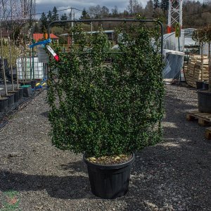 Cezmína vrúbkovaná (Ilex crenata) ´CAROLINE UPRIGHT´ - výška 120-130cm, šírka 100cm, kont. C45L - ŠPALIÉR 